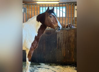 Polnisches Reitpony, Wallach, 5 Jahre, 149 cm, Schecke