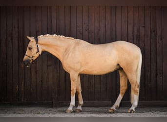 Polnisches Reitpony, Wallach, 5 Jahre, 153 cm, Palomino