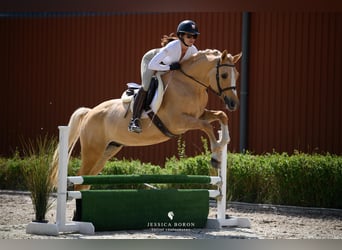 Polnisches Reitpony, Wallach, 5 Jahre, 153 cm, Palomino