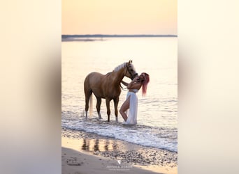 Polnisches Reitpony, Wallach, 5 Jahre, 153 cm, Palomino