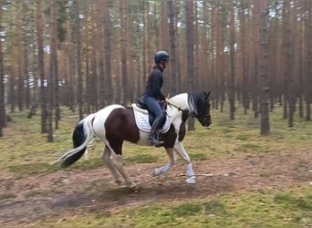 Polnisches Reitpony Mix, Wallach, 5 Jahre, 153 cm, Schecke