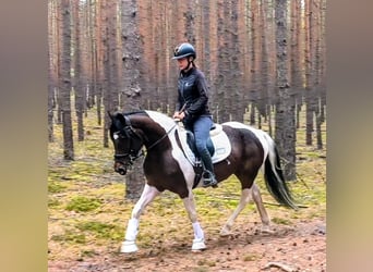 Polnisches Reitpony Mix, Wallach, 5 Jahre, 153 cm, Schecke