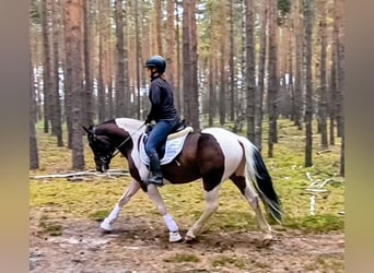 Polnisches Reitpony Mix, Wallach, 5 Jahre, 153 cm, Schecke