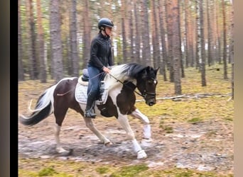 Polnisches Reitpony Mix, Wallach, 5 Jahre, 153 cm, Schecke
