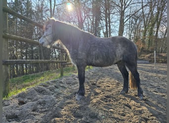 Polnisches Reitpony Mix, Wallach, 6 Jahre, 130 cm, Kann Schimmel werden