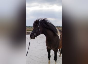 Polnisches Reitpony, Wallach, 6 Jahre, 134 cm, Schecke