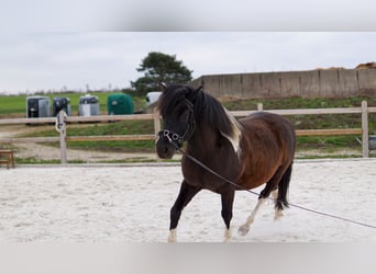 Polnisches Reitpony, Wallach, 6 Jahre, 134 cm, Schecke