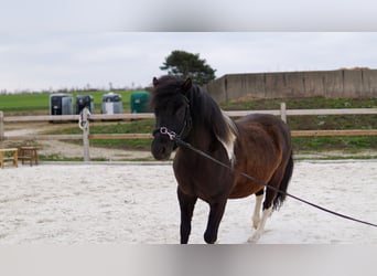 Polnisches Reitpony, Wallach, 6 Jahre, 134 cm, Schecke