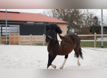 Polnisches Reitpony, Wallach, 6 Jahre, 134 cm, Schecke