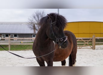 Polnisches Reitpony, Wallach, 6 Jahre, 134 cm, Schecke