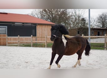 Polnisches Reitpony, Wallach, 6 Jahre, 134 cm, Schecke