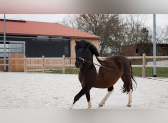 Polnisches Reitpony, Wallach, 6 Jahre, 134 cm, Schecke