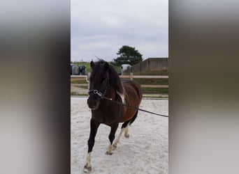 Polnisches Reitpony, Wallach, 6 Jahre, 134 cm, Schecke