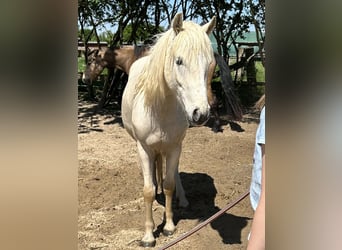 Polnisches Reitpony Mix, Wallach, 6 Jahre, 135 cm, Palomino