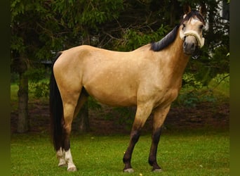 Polnisches Reitpony, Wallach, 6 Jahre, 144 cm, Falbe