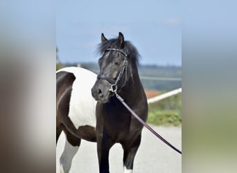 Polnisches Reitpony Mix, Wallach, 6 Jahre, 144 cm, Schecke