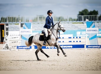 Polnisches Reitpony, Wallach, 7 Jahre, 139 cm, Schimmel