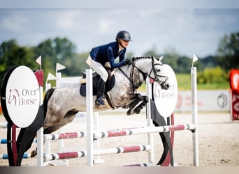 Polnisches Reitpony, Wallach, 7 Jahre, 139 cm, Schimmel