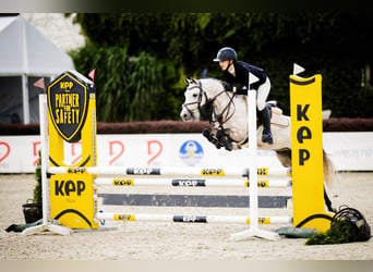 Polnisches Reitpony, Wallach, 7 Jahre, 139 cm, Schimmel