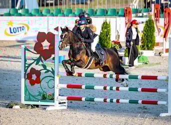 Polnisches Reitpony, Wallach, 7 Jahre, 140 cm, Schwarzbrauner