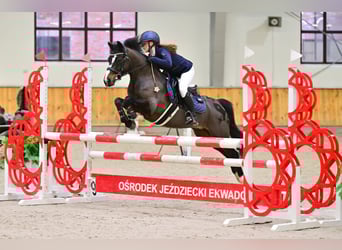 Polnisches Reitpony, Wallach, 7 Jahre, 140 cm, Schwarzbrauner
