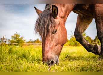 Polnisches Reitpony, Wallach, 7 Jahre, 145 cm, Brauner