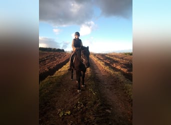 Polnisches Reitpony, Wallach, 7 Jahre, 150 cm, Rappe