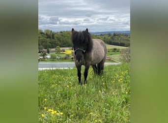 Polnisches Reitpony Mix, Wallach, 8 Jahre, 112 cm, Schwarzbrauner