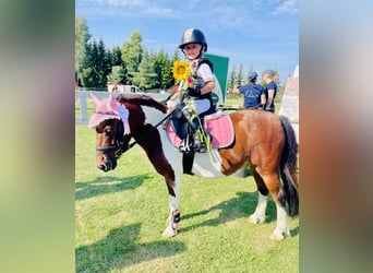 Polnisches Reitpony Mix, Wallach, 9 Jahre, 107 cm