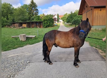 Polnisches Reitpony Mix, Wallach, 9 Jahre, 132 cm, Rappe