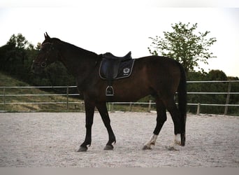 Polnisches Reitpony, Wallach, 9 Jahre, 168 cm, Dunkelbrauner