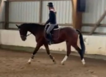 Polnisches Sportpferd, Hengst, 12 Jahre, 172 cm, Brauner