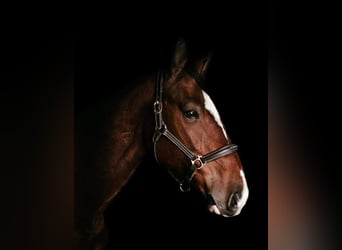 Polnisches Sportpferd, Hengst, 12 Jahre, 172 cm, Brauner