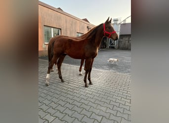 Polnisches Sportpferd, Hengst, 1 Jahr, 140 cm, Brauner