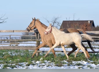 Polnisches Sportpferd, Hengst, 1 Jahr, 167 cm, Cremello