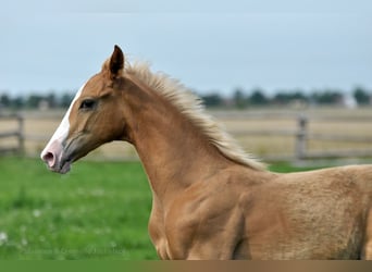 Polnisches Sportpferd, Hengst, 1 Jahr, 167 cm, Palomino