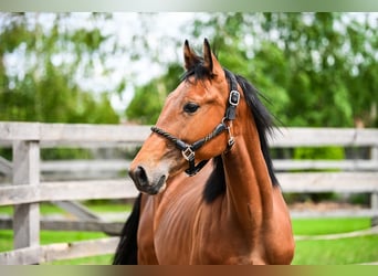 Polnisches Sportpferd, Hengst, 1 Jahr, Brauner