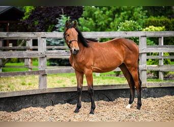 Polnisches Sportpferd, Hengst, 1 Jahr, Brauner