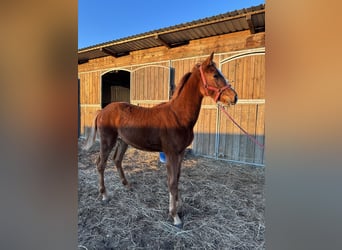 Polnisches Sportpferd, Hengst, 1 Jahr, Fuchs