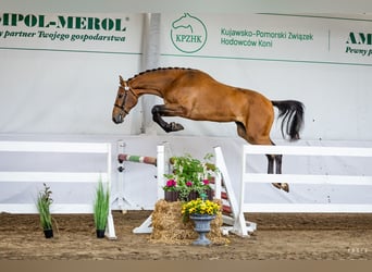 Polnisches Sportpferd, Hengst, 2 Jahre, 165 cm, Brauner