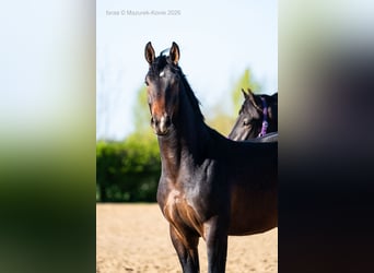 Polnisches Sportpferd, Hengst, 2 Jahre, 167 cm, Brauner