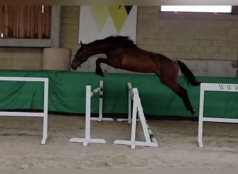 Polnisches Sportpferd, Hengst, 2 Jahre, 167 cm, Schimmel