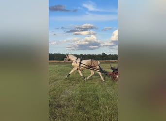 Polnisches Sportpferd, Hengst, 2 Jahre, 170 cm, Buckskin