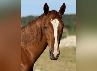 Polnisches Sportpferd, Hengst, 2 Jahre, 170 cm, Fuchs