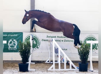 Polnisches Sportpferd, Hengst, 3 Jahre, 164 cm, Rotbrauner