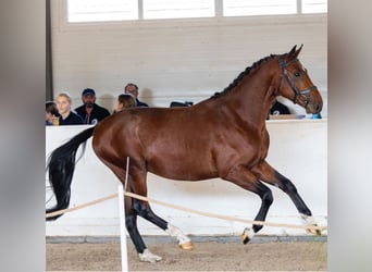 Polnisches Sportpferd, Hengst, 3 Jahre, 164 cm, Rotbrauner
