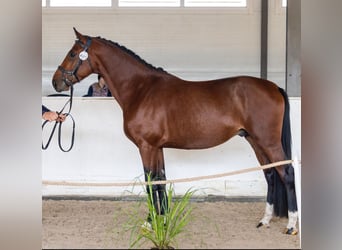 Polnisches Sportpferd, Hengst, 3 Jahre, 164 cm, Rotbrauner