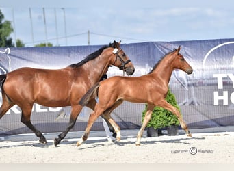 Polnisches Sportpferd, Hengst, 3 Jahre, 169 cm, Rotbrauner