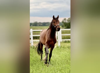 Polnisches Sportpferd, Hengst, 4 Jahre, 167 cm, Brauner