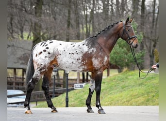 Polnisches Sportpferd, Hengst, 5 Jahre, 175 cm, Tigerschecke